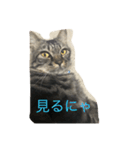 ニャン吉 スタンプ（個別スタンプ：3）
