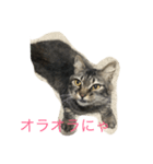 ニャン吉 スタンプ（個別スタンプ：6）