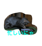 ニャン吉 スタンプ（個別スタンプ：8）