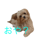 moridog（個別スタンプ：1）