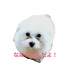 moridog（個別スタンプ：2）