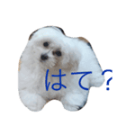 moridog（個別スタンプ：3）