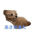 moridog（個別スタンプ：4）