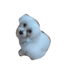 moridog（個別スタンプ：6）