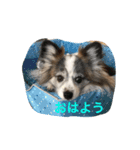 Cookie 14（個別スタンプ：1）