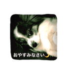 Cookie 14（個別スタンプ：3）