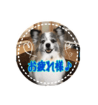 Cookie 14（個別スタンプ：4）