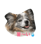 Cookie 14（個別スタンプ：6）