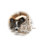Cookie 14（個別スタンプ：7）