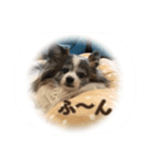 Cookie 14（個別スタンプ：8）
