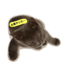 鈍色ねこ「にび」（個別スタンプ：2）