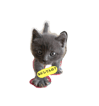 鈍色ねこ「にび」（個別スタンプ：3）