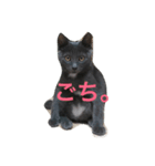 鈍色ねこ「にび」（個別スタンプ：5）