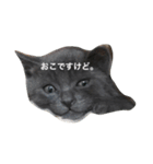 鈍色ねこ「にび」（個別スタンプ：6）