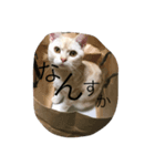 モフ次郎 2ニャン（個別スタンプ：4）