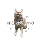 モフ次郎 2ニャン（個別スタンプ：5）