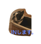 鼻ぺちゃボストンテリアがっつ（個別スタンプ：1）