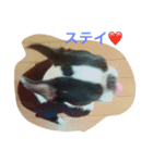 鼻ぺちゃボストンテリアがっつ（個別スタンプ：2）
