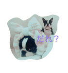 鼻ぺちゃボストンテリアがっつ（個別スタンプ：4）