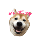 柴犬むぎ（個別スタンプ：1）