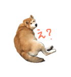 柴犬むぎ（個別スタンプ：2）