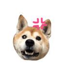 柴犬むぎ（個別スタンプ：3）
