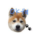 柴犬むぎ（個別スタンプ：4）
