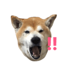 柴犬むぎ（個別スタンプ：5）