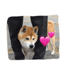 柴犬むぎ（個別スタンプ：6）
