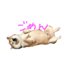 柴犬むぎ（個別スタンプ：7）