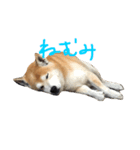 柴犬むぎ（個別スタンプ：8）