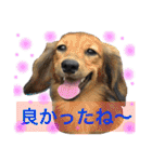 BEAT KENNELのワンコ達 第3弾（個別スタンプ：13）