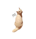 しろねこらっきー（個別スタンプ：5）