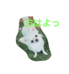 メルメルランド（個別スタンプ：2）