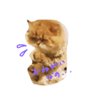 cats mill（個別スタンプ：2）