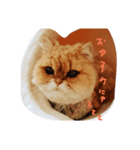 cats mill（個別スタンプ：7）