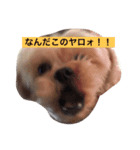 ぶさいくわんこ（個別スタンプ：2）