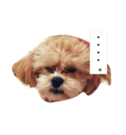 ぶさいくわんこ（個別スタンプ：3）