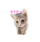 いぶにゃん（個別スタンプ：2）