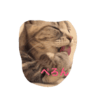 いぶにゃん（個別スタンプ：16）
