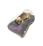 チワワ男2（個別スタンプ：1）