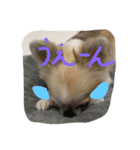 チワワ男2（個別スタンプ：2）