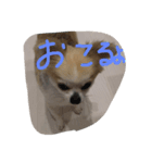 チワワ男2（個別スタンプ：4）