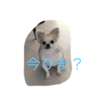 チワワ男2（個別スタンプ：5）