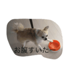 チワワ男2（個別スタンプ：7）