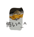 チワワ男（個別スタンプ：3）