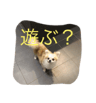 チワワ男（個別スタンプ：4）