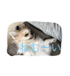 チワワ男（個別スタンプ：5）