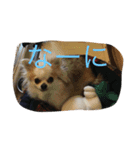 チワワ男（個別スタンプ：6）
