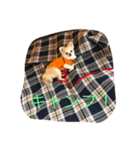 チワワ男（個別スタンプ：7）